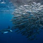 Striped marlin circling a school of sardine, Magdalena Bay.
