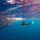 Striped marlin and sea lion hunting the sardine run, Magdalena bay.