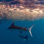 Trio of striped marlin with a baitball, Magdalena Bay, Mexico.