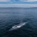 Aerial view of a blue whale, Baja California, Mexico.