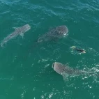 Aerial view of whale sharks in Baja California.