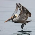 Brown pelican in flight, Baja California.