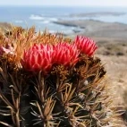 Cactus on west San Benitos Island, Baja California.