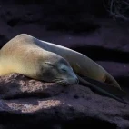 California sea lion in Baja California.