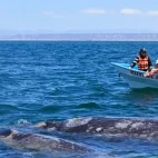 Grey whale with calf, Baja California, Mexico.
