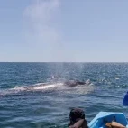 Onlookers admiring a grey whale in Baja California.