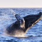 Humpback whale breaching.