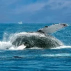 Humpback whale breaching in Baja California, Mexico.