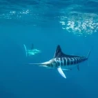 Striped marlin feeding on a bait ball in the waters of Baja California.