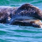 Grey whale in Baja California, Mexico.