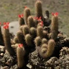 Wild cactus in Magdalena Bay, Baja California.