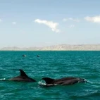 Bottlenose dolphins in Magdalena Bay.