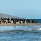 A comorant colony on the coast, Magdalena Bay.