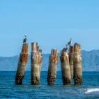 Pelicans by the coast, Magdalena Bay.
