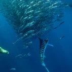 Striped marlin and California sea lion hunting a sardine bait ball, Magdalena Bay, Mexico.