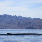 Blue whale in the Sea of Cortez, Mexico.