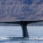 Blue whale in the Sea of Cortez, Mexico.