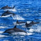 Common dolphin in the Sea of Cortez, Mexico.