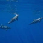 Dolphins in the Sea of Cortez, Mexico