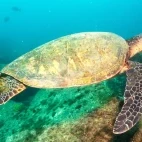Green sea turtle in the Sea of Cortez, Mexico