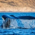 Humpback whale in the Sea of Cortez, Mexico