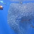 Baitball in Magdalena Bay, Mexico.