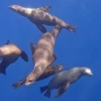 Sea lions in Magdalena Bay, Mexico.