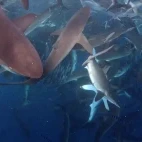 Silky sharks in Magdalena Bay, Mexico.