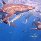 Silky sharks in Magdalena Bay, Mexico.