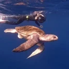 Turtle in Magdalena Bay, Mexico.