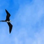 Magnificent frigatebird in the Sea of Cortez, Mexico.