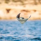 Mobula ray in the Sea of Cortez, Mexico