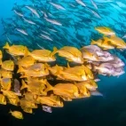 Panamic porkfish in the Sea of Cortez, Mexico