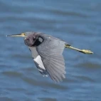 Tricoloured heron in the Sea of Cortez, Mexico