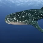 Whale shark in the Sea of Cortez, Mexico