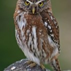 Austral pygmy owl in Argentina