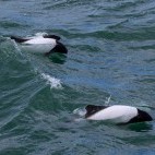Commerson's dolphin in Magellan Strait