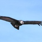 Condor over Moreno Glacier, Argentina