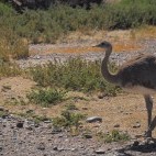 Darwin's rhea in Argentina