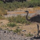 Darwin's rhea in Valdes Peninsula, Argentina
