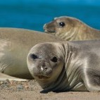 Elephant seal in Valdes Peninsula, Argentina