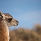 Guanaco in Argentina
