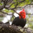 Magellanic woodpecker in Los Glaciares National Park, Argentina