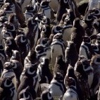 Magellanic penguin colony in Valdes Peninsula, Argentina