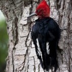 Magellanic woodpecker in Tierra del Fuego, Argentina