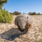Big hairy armadillo in Patagonia, Argentina