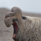 Southern elephant seal in Argentina