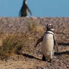 Magellanic penguin in Argentina