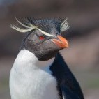 Rockhopper penguin in Argentina