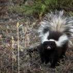 Patagonian hog-nosed skunk in Argentina